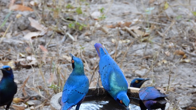 Starling, Bronze-tailed Glossy - Senegal 5