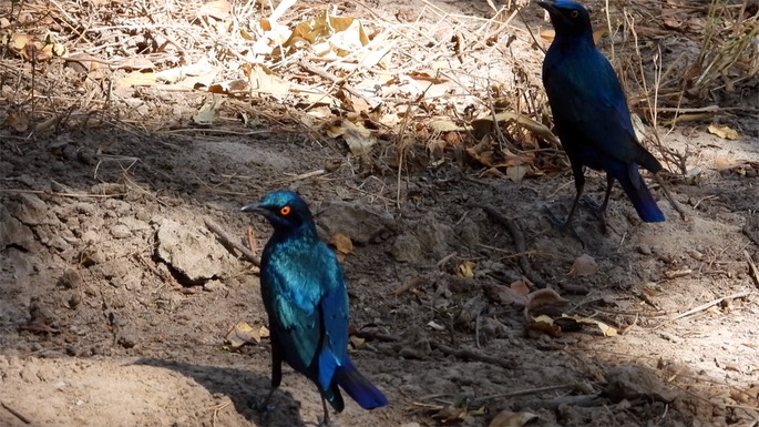 Starling, Bronze-tailed Glossy - Senegal 3