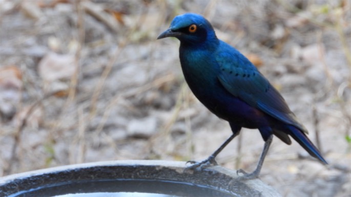 Starling, Bronze-tailed Glossy - Senegal 1