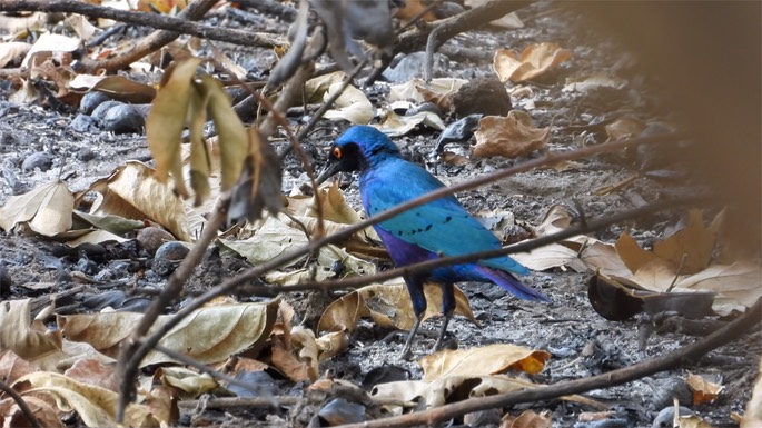 Starling, Bronze-tailed Glossy - Senegal 2