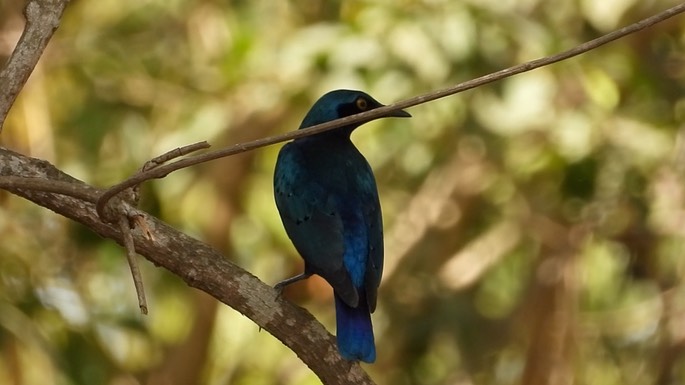 Starling, Greater Blue-eared 3