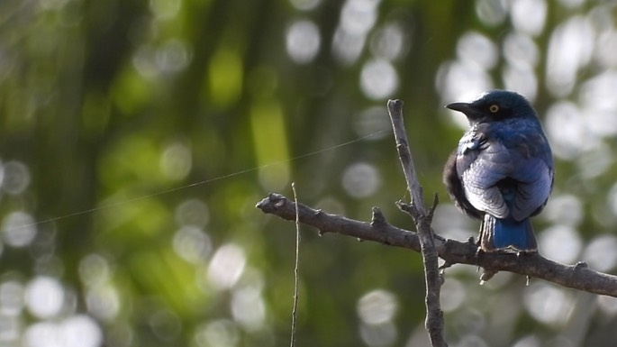 Starling, Greater Blue-eared 4