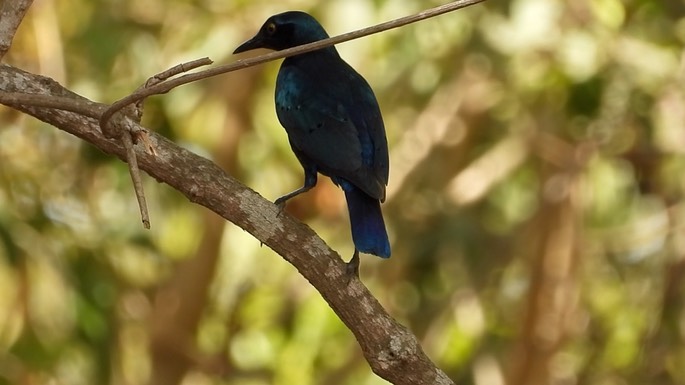 Starling, Greater Blue-eared 2