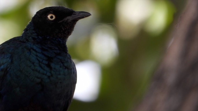 Starling, Long-tailed Glossy - Senegal 5