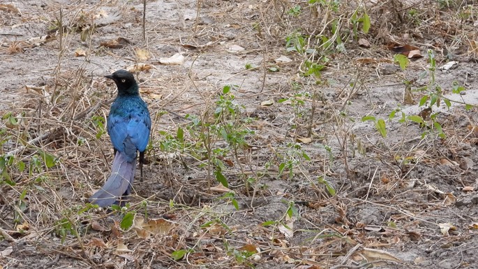 Starling, Long-tailed Glossy - Senegal 2