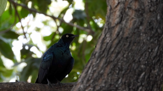 Starling, Long-tailed Glossy - Senegal 6