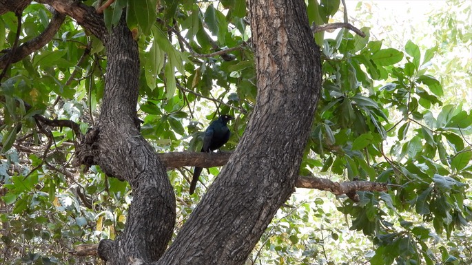 Starling, Long-tailed Glossy - Senegal 7