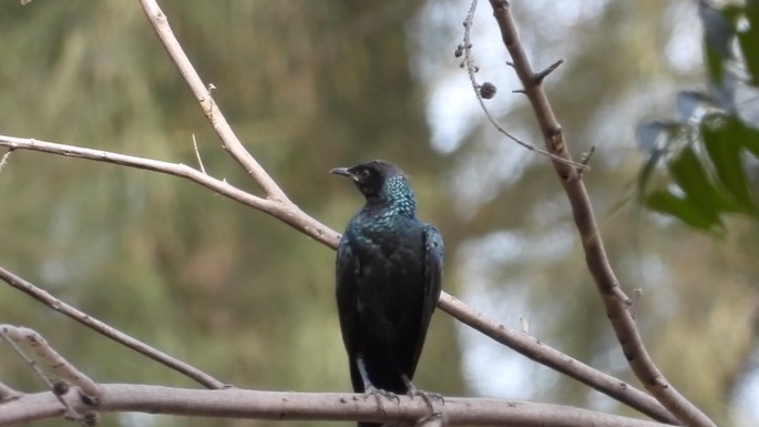 Starling, Long-tailed Glossy 3