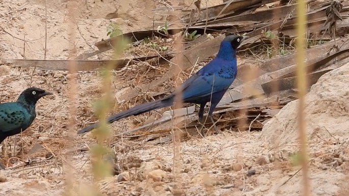 Starling, Long-tailed Glossy 4