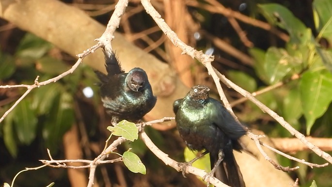 Starling, Long-tailed Glossy 5