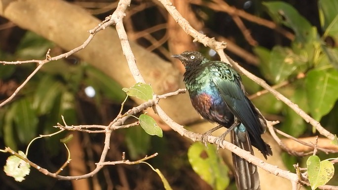 Starling, Long-tailed Glossy 6