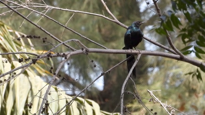 Starling, Long-tailed Glossy 1