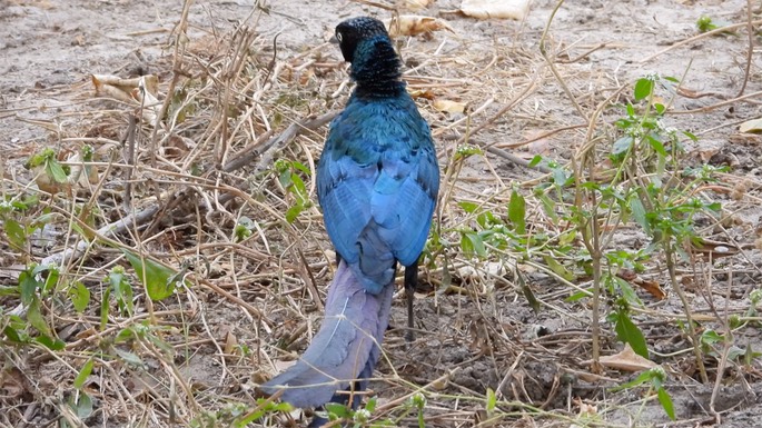 Starling, Long-tailed Glossy - Senegal 1