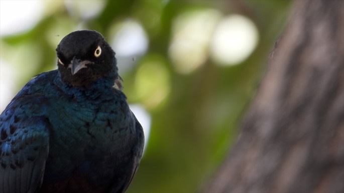 Starling, Long-tailed Glossy - Senegal 3