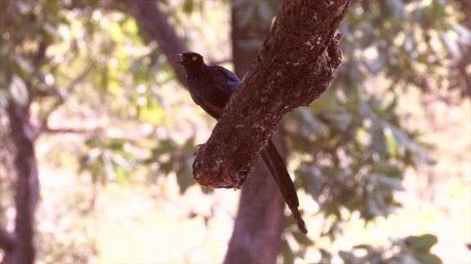 Starling, Long-tailed Glossy - Senegal 4