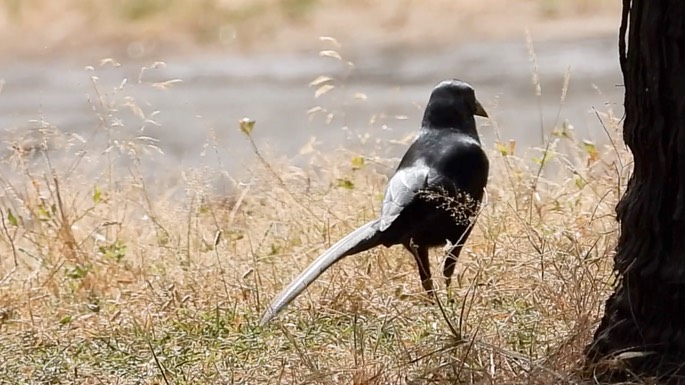 Starling, Long-tailed Glossy 2