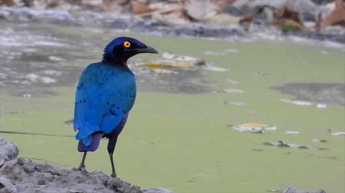 Starling, Purple Glossy - Senegal 6