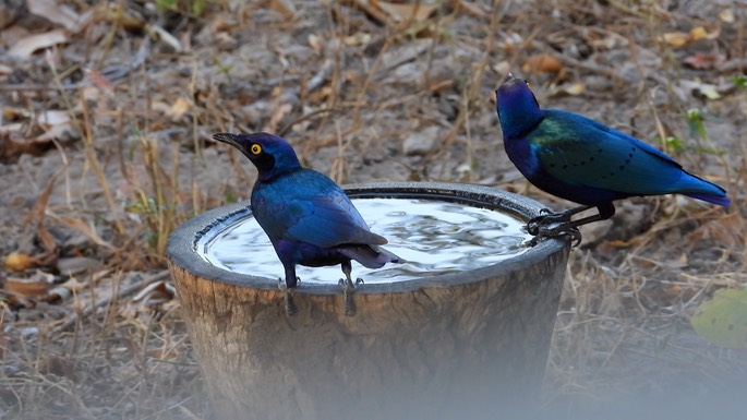 Starling, Purple Glossy - Senegal 7