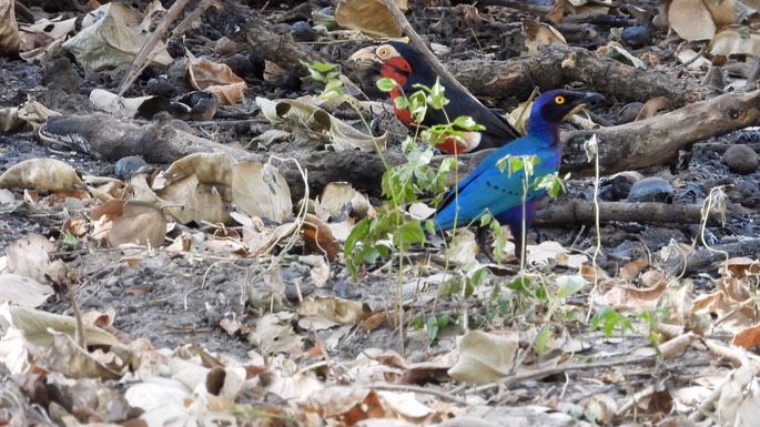 Starling, Purple Glossy - Senegal