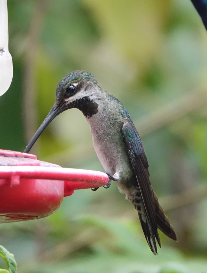 Starthroat, Long-billed - Heliomaster longirostris longirostris - Trinidad3