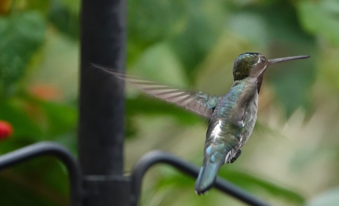 Starthroat, Long-billed - Heliomaster longirostris longirostris - Trinidad4