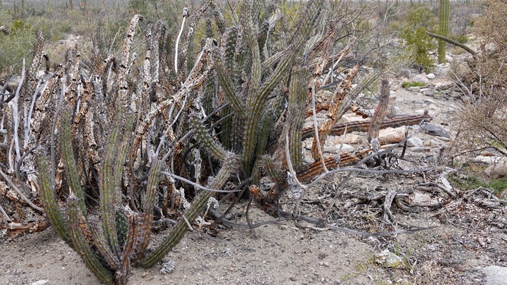 Stenocereus gummosus, Galloping Cactus, Bahia de los Angeles, Baja California (3)