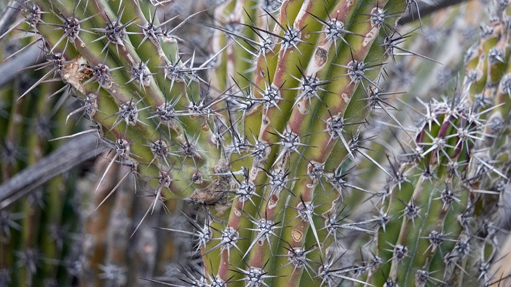 Stenocereus gummosus, Galloping Cactus, Bahia de los Angeles, Baja California (5)