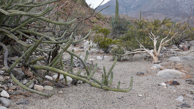 Stenocereus gummosus, Galloping Cactus, Bahia de los Angeles, Baja California (7)