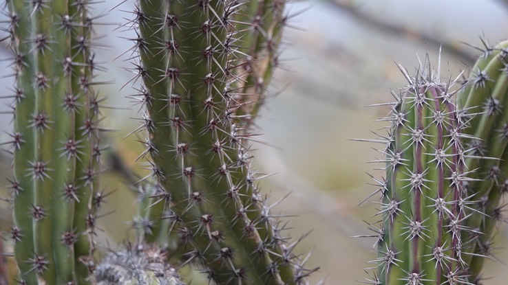 Stenocereus gummosus, Galloping Cactus, Bahia de los Angeles, Baja California