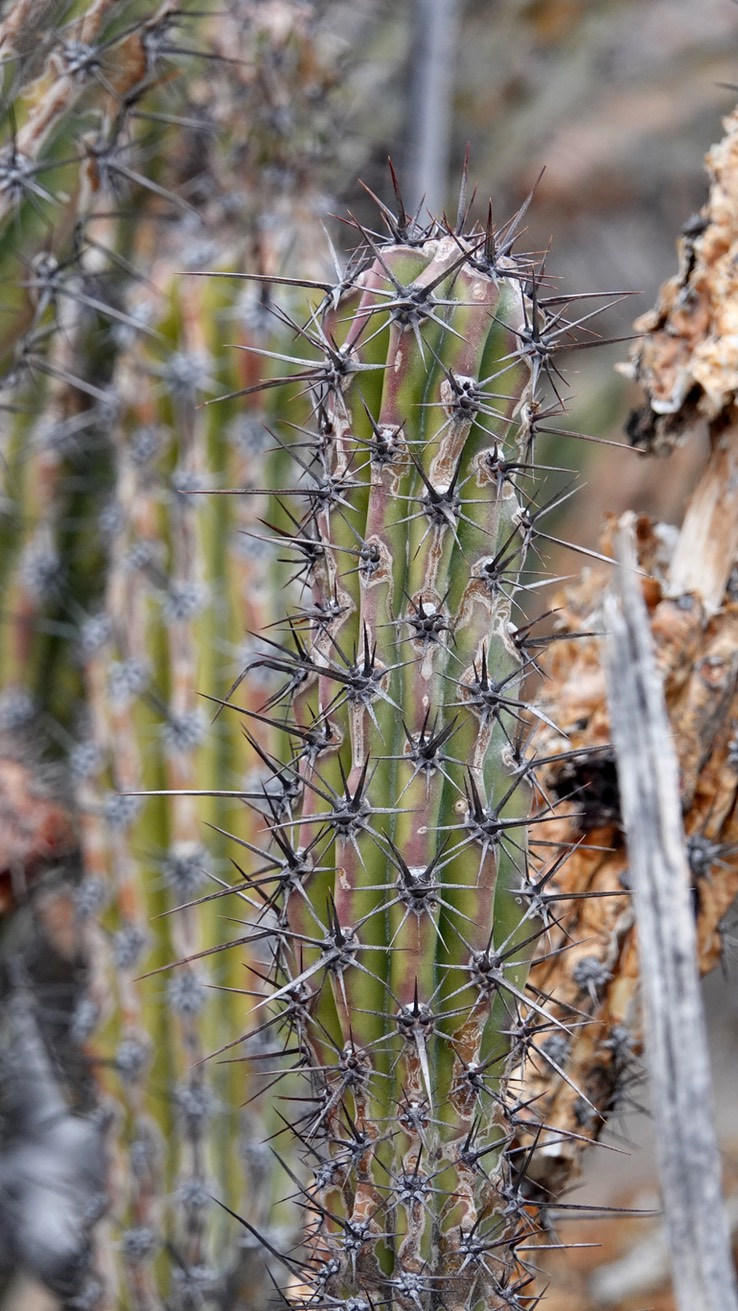 Stenocereus gummosus, Galloping Cactus, Bahia de los Angeles, Baja California (6)