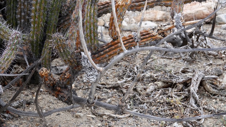 Stenocereus gummosus, Galloping Cactus, Bahia de los Angeles, Baja California (4)