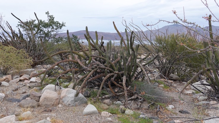 Stenocereus gummosus, Galloping Cactus, Bahia de los Angeles, Baja California (1)