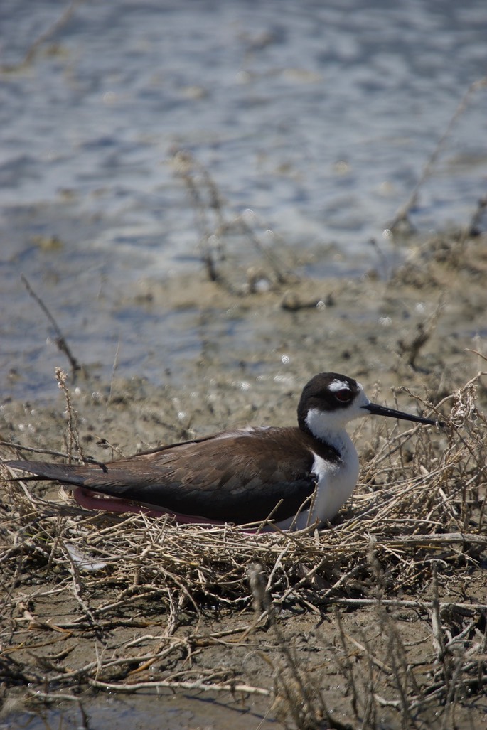 Stilt, Black-necked 2