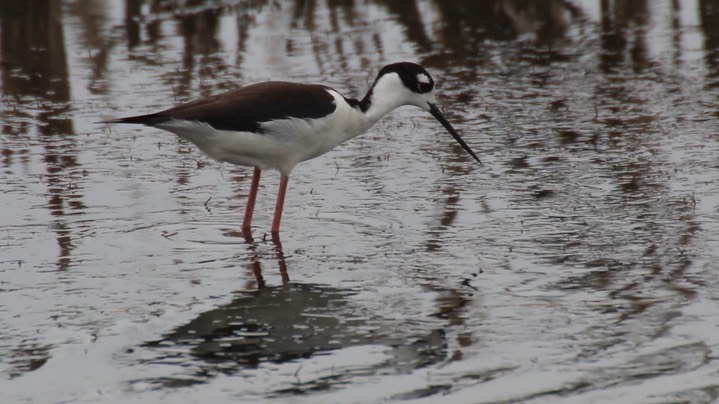 Stilt, Black-necked (Texas) 1