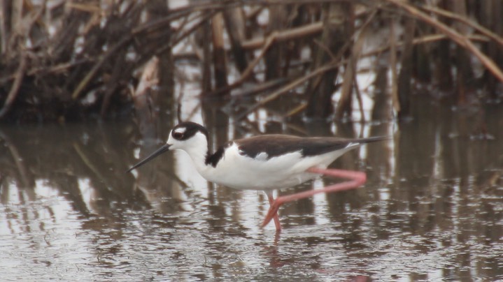 Stilt, Black-necked (Texas) 2