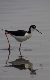 Stilt, Black-necked1