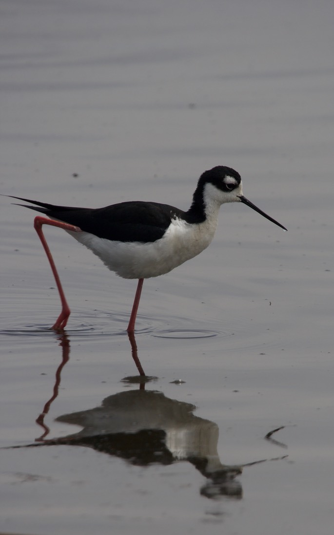 Stilt, Black-necked1