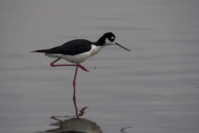 Stilt, Black-necked2