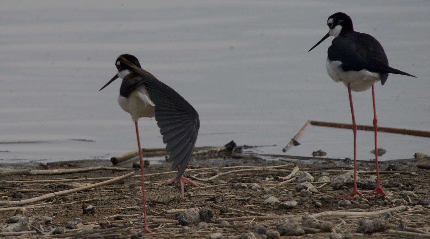 Stilt, Black-necked3