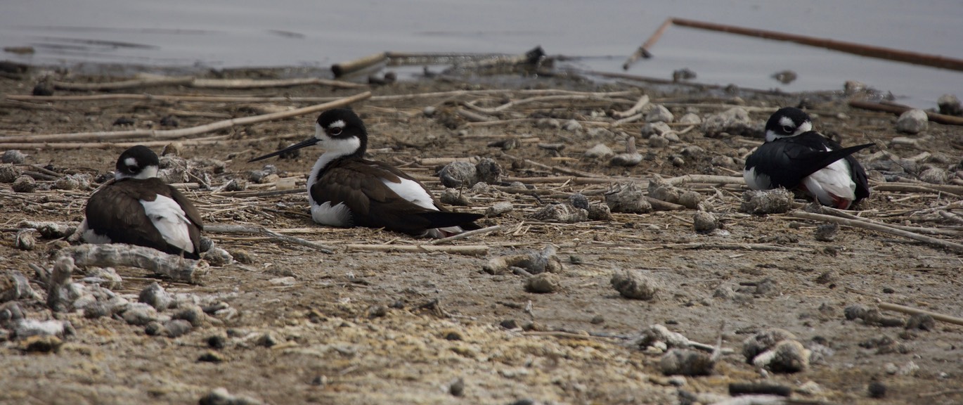 Stilt, Black-necked4