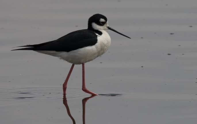 Stilt, Black-necked5