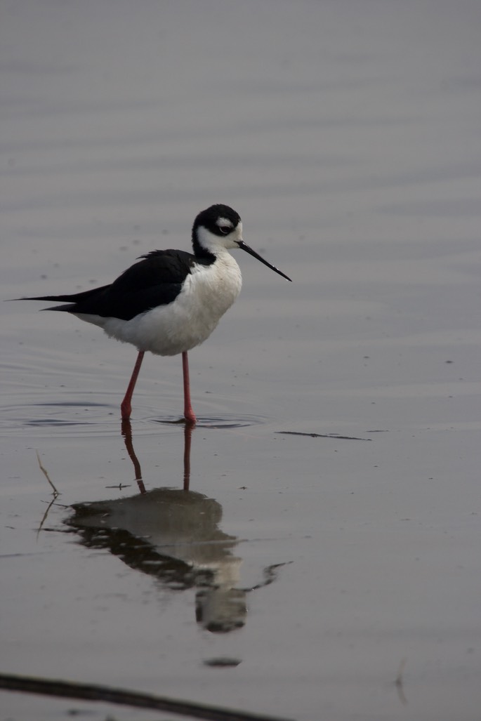 Stilt, Black-necked7