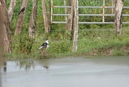 Stilt, Black-winged  Himantopus mexicanus