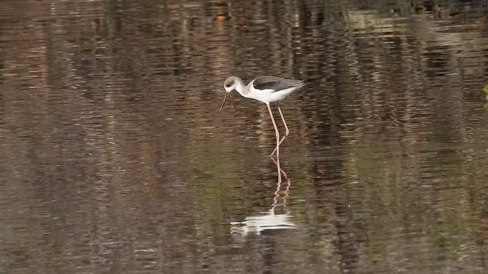 Stilt, Black-winged 1