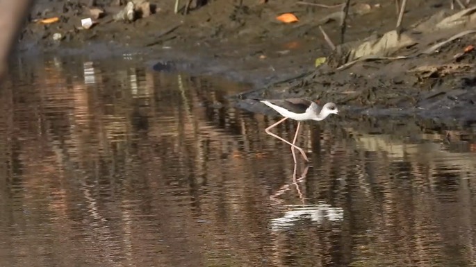 Stilt, Black-winged 2