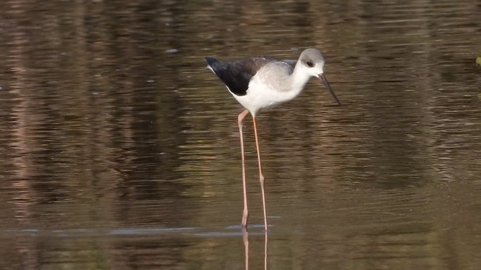 Stilt, Black-winged 3