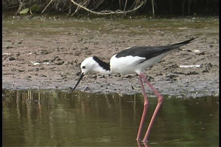 Stilt, White-headed 1