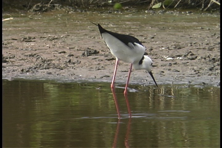 Stilt, White-headed 2