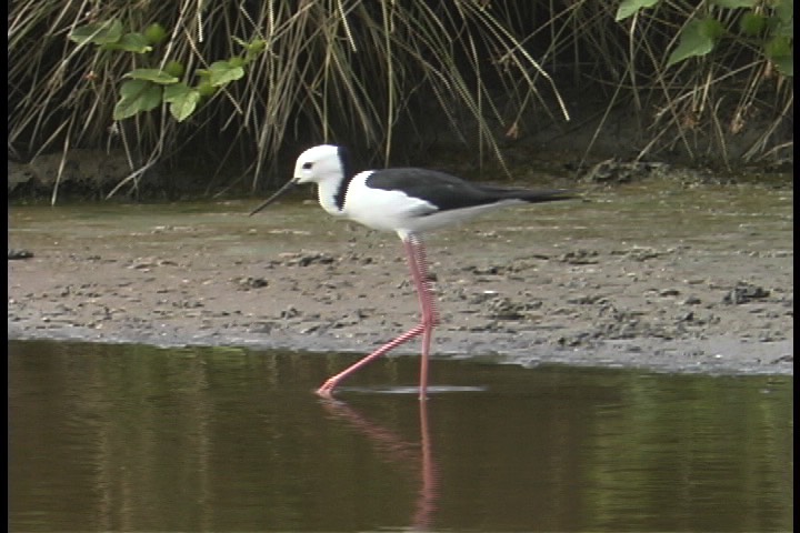 Stilt, White-headed 3