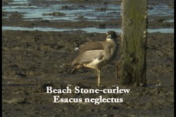 Stone-Curlew, Beach 1